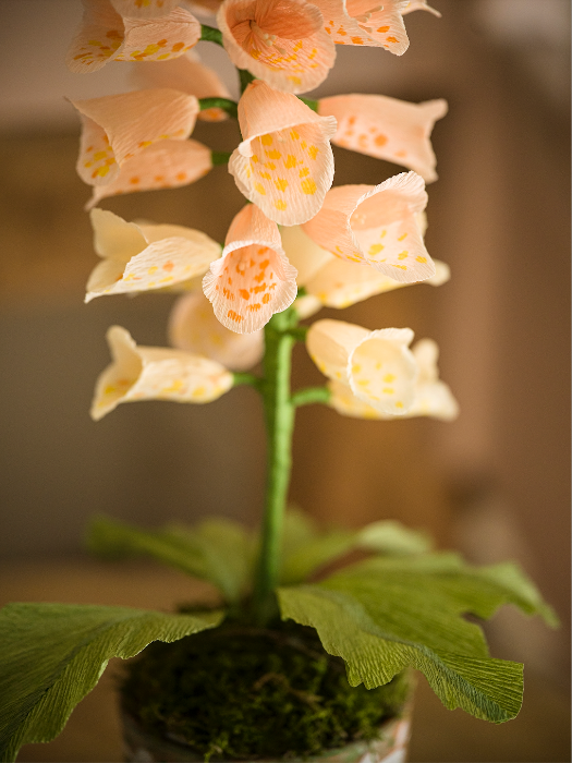 Paper Flower - Apricot Foxglove
